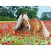RAVENSBURGER PUZZLE 500 Pcs HORSE IN THE MEADOW 14831 - Image 2