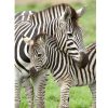 RAVENSBURGER PUZZLE 300XXL Pcs ZEBRA 12948 - Image 2