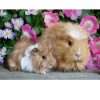 RAVENSBURGER 05144 2X12 Pcs PUZZLE CUTE ANIMALS - Image 2