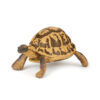 50264 PAPO WILD HERMANN'S TORTOISE