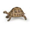 50264 PAPO WILD HERMANN'S TORTOISE - Image 2
