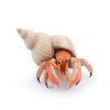 56054 PAPO MARINE LIFE HERMIT CRAB