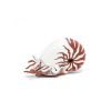 56061 PAPO NONE MARINE LIFE NAUTILUS