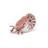 56061 PAPO NONE MARINE LIFE NAUTILUS - Image 2